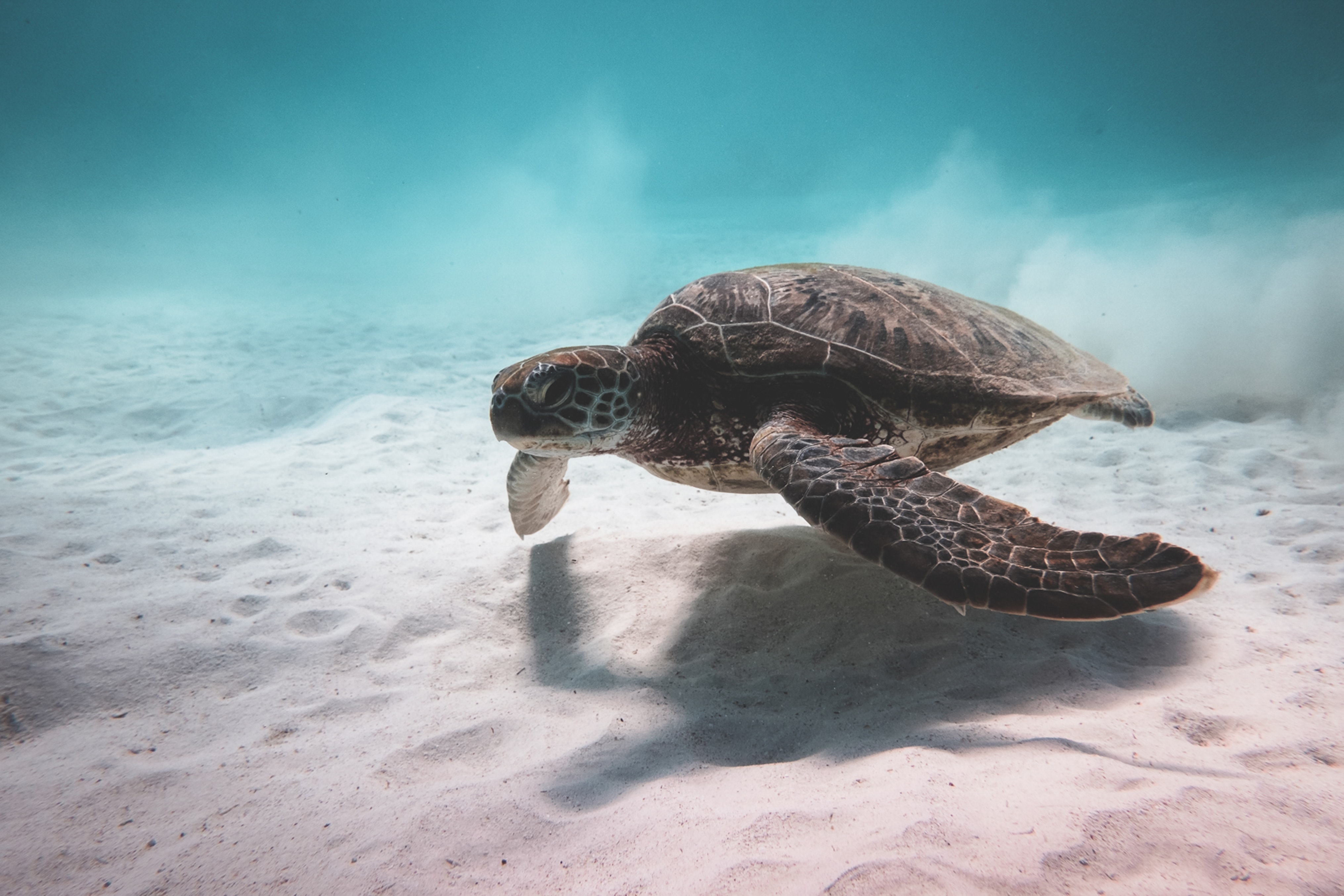 Zanzibar's Natural Reserves and Sanctuaries blog RentAndGo Zanzibar Car Rental image of a turle in the sea